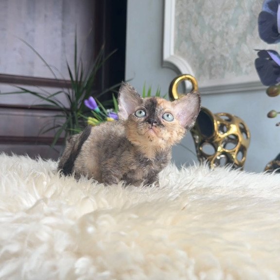 Devon Rex AP Ordy