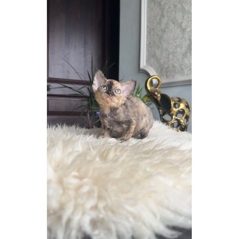 Devon Rex AP Ordy