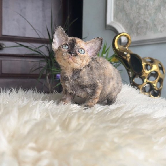 Devon Rex AP Ordy