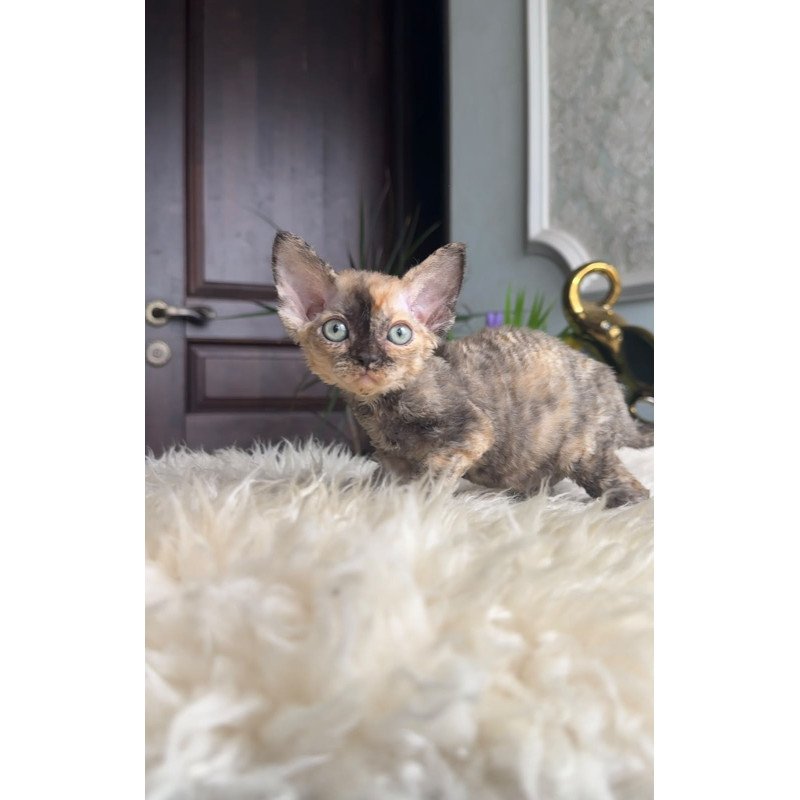 Devon Rex AP Ordy