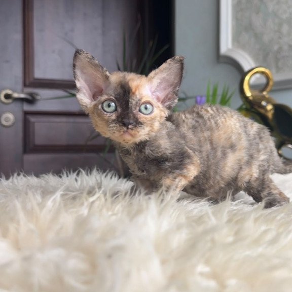 Devon Rex AP Ordy