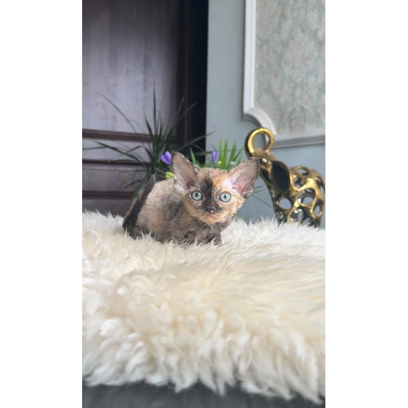 Devon Rex AP Ordy