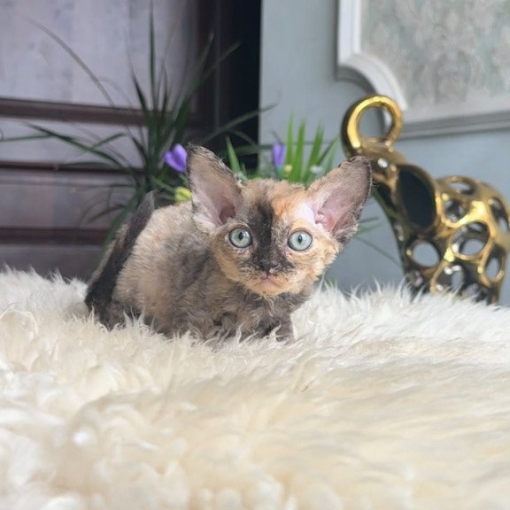 Devon Rex AP Ordy