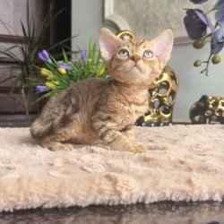 Devon Rex AP Osvald