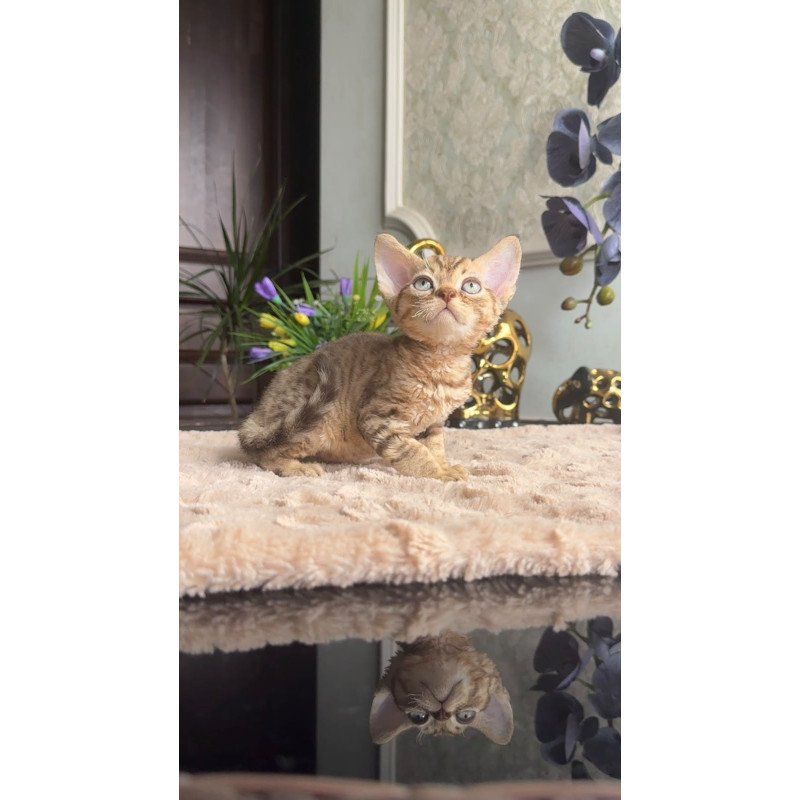 Devon Rex AP Osvald