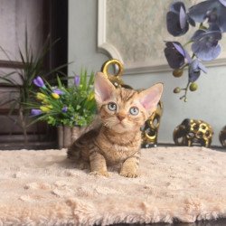 Devon Rex AP Osvald