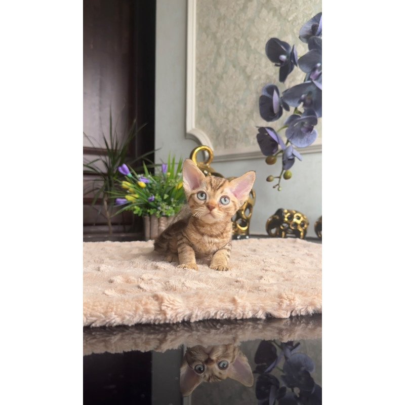 Devon Rex AP Osvald