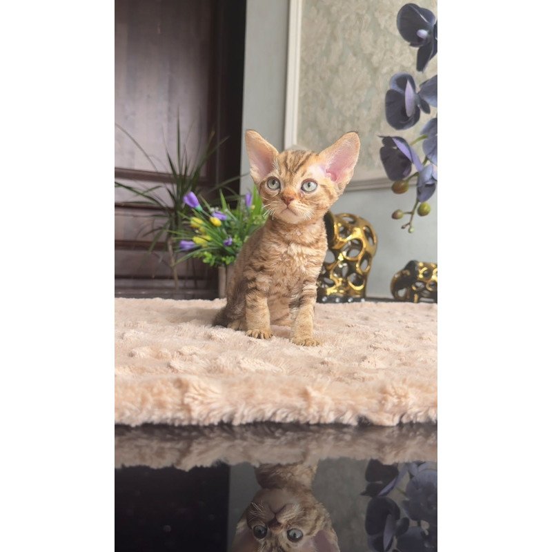 Devon Rex AP Osvald