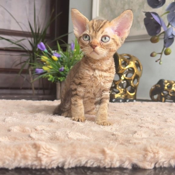 Devon Rex AP Osvald