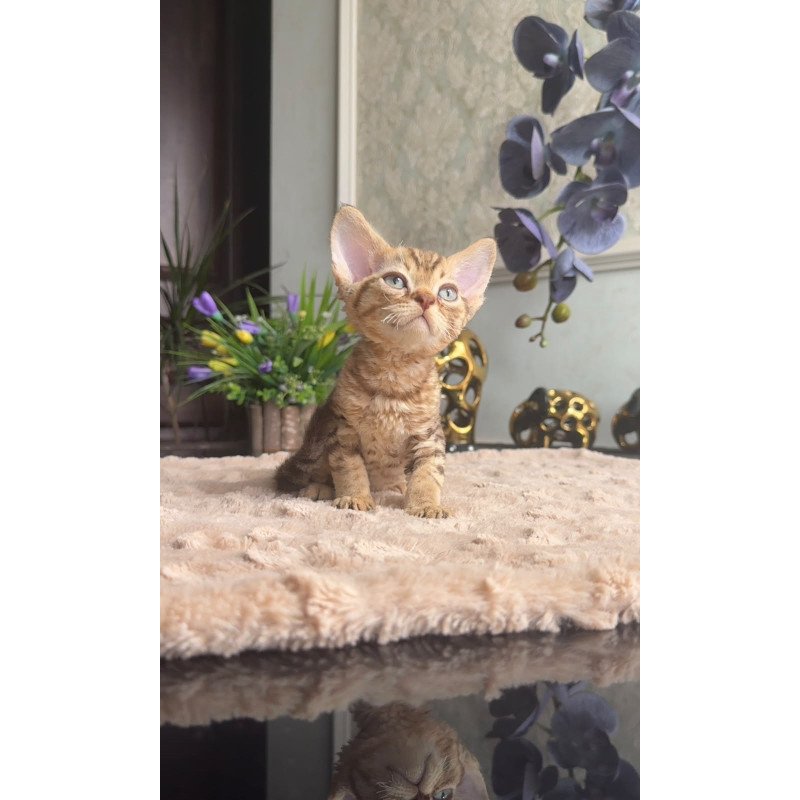 Devon Rex AP Osvald