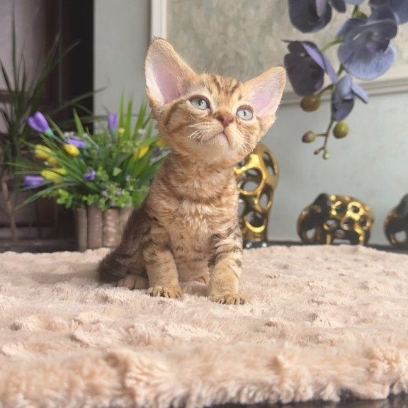 Devon Rex AP Osvald