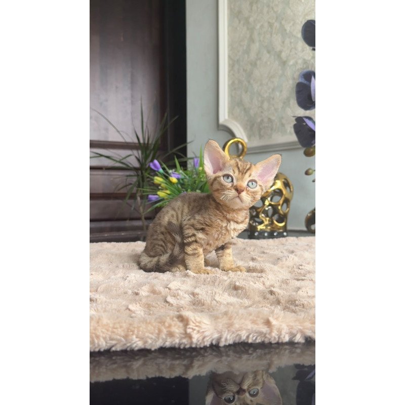 Devon Rex AP Osvald