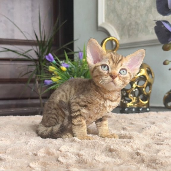 Devon Rex AP Osvald