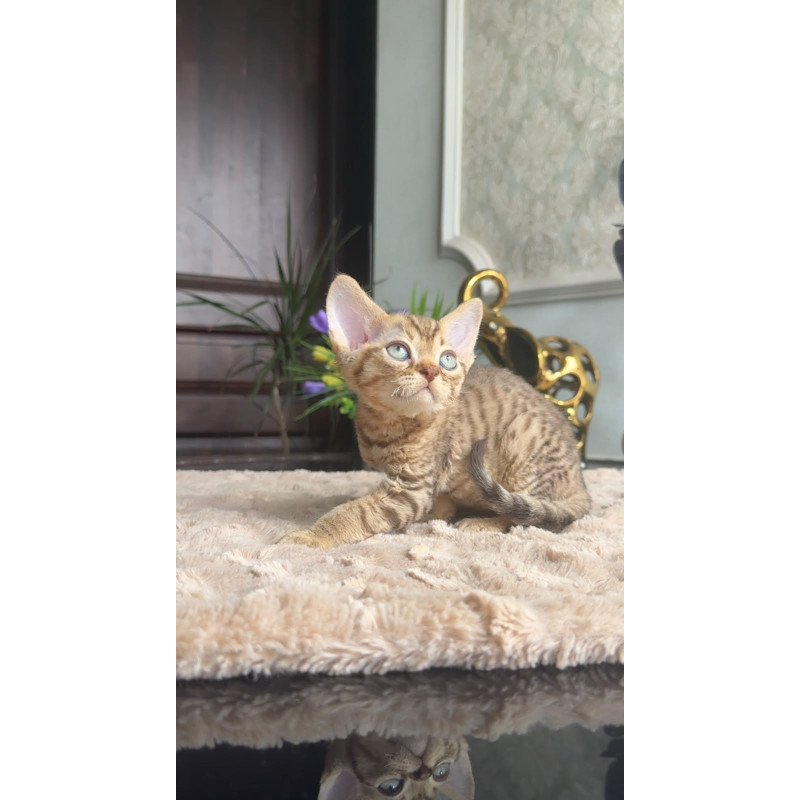 Devon Rex AP Osvald