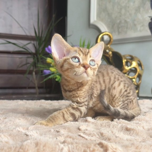 Devon Rex AP Osvald