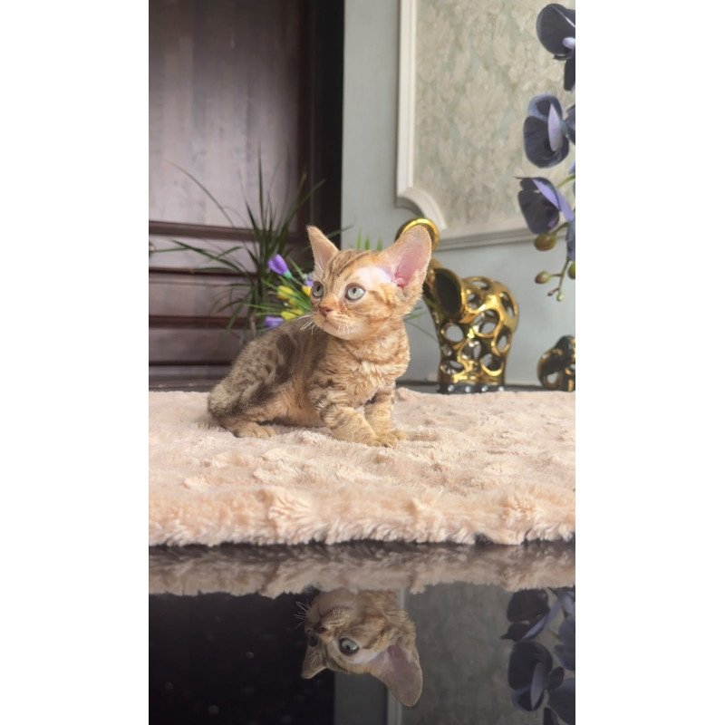 Devon Rex AP Osvald