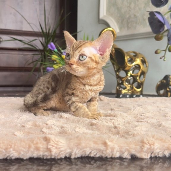Devon Rex AP Osvald