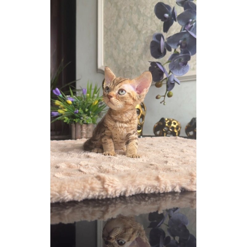 Devon Rex AP Osvald