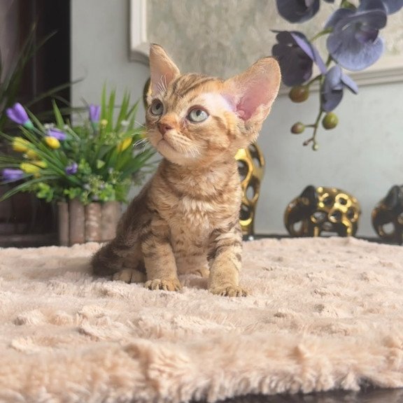 Devon Rex AP Osvald