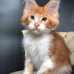 Maine Coon EZ Zahar