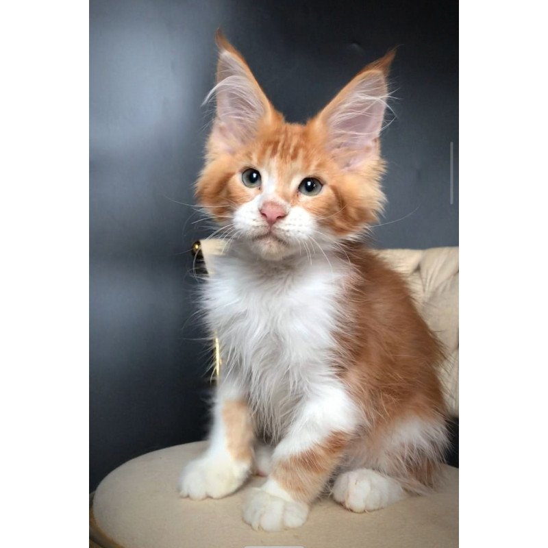 Maine Coon EZ Zahar