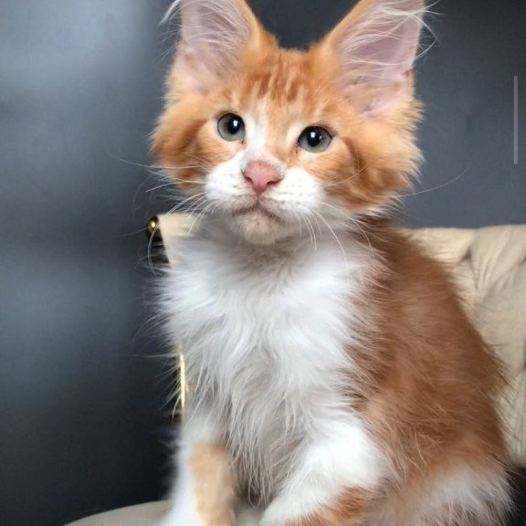 Maine Coon EZ Zahar