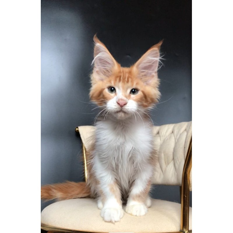 Maine Coon EZ Zahar