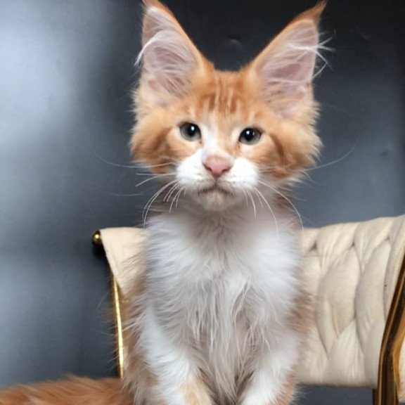 Maine Coon EZ Zahar