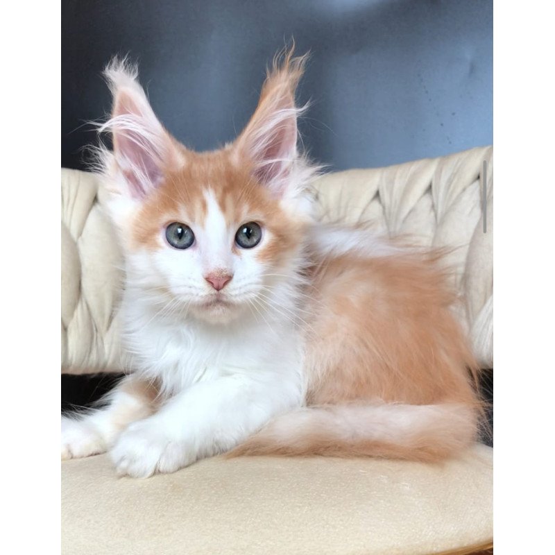 Maine Coon EZ Darius