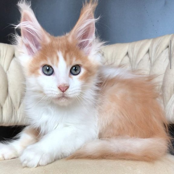 Maine Coon EZ Darius