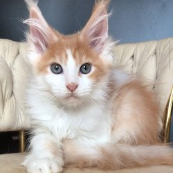 Maine Coon EZ Darius