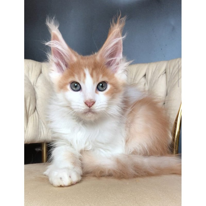 Maine Coon EZ Darius