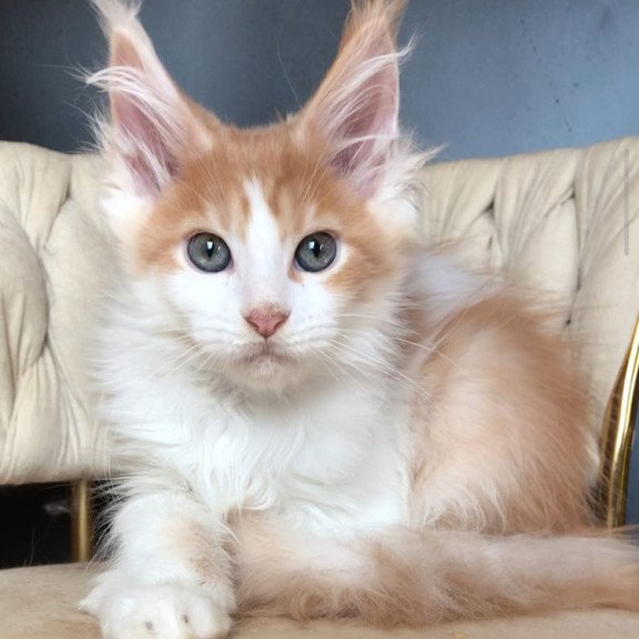 Maine Coon EZ Darius