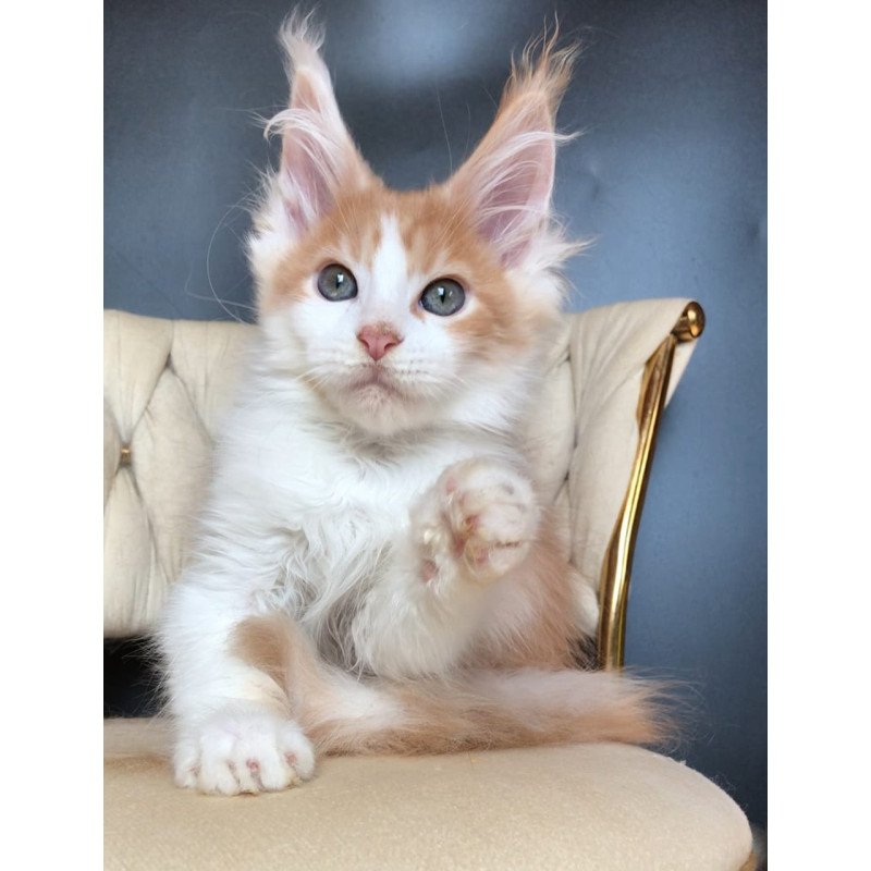 Maine Coon EZ Darius