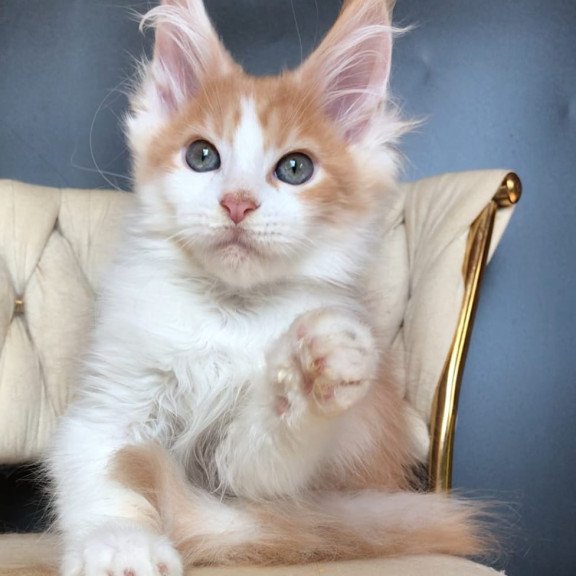 Maine Coon EZ Darius