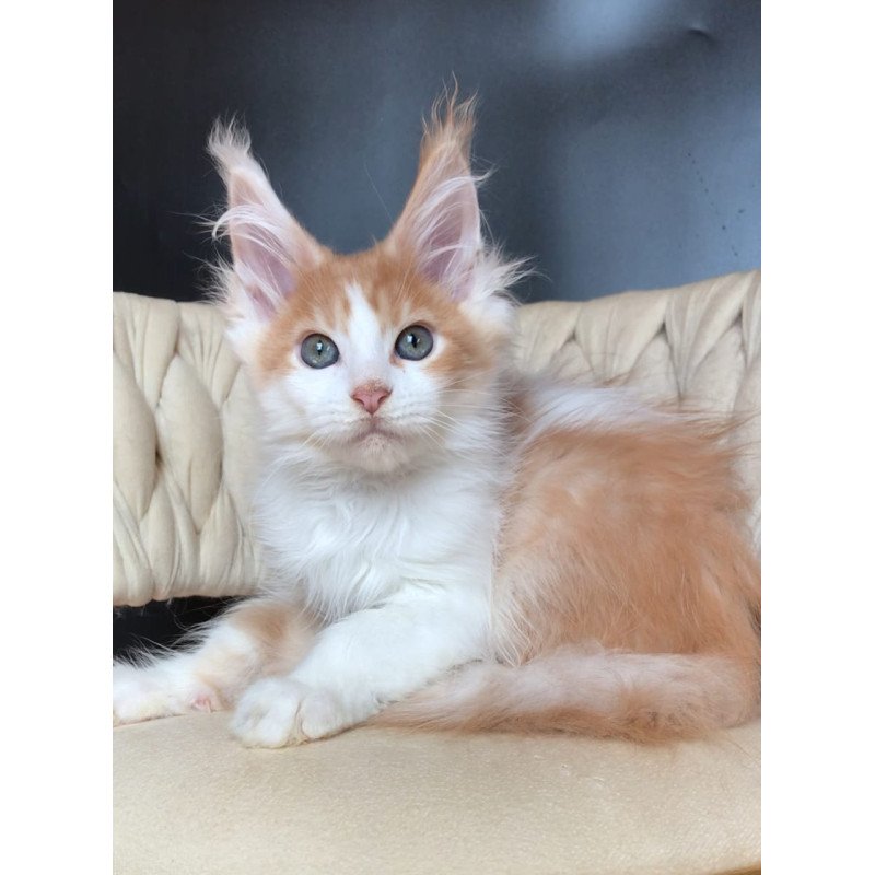 Maine Coon EZ Darius