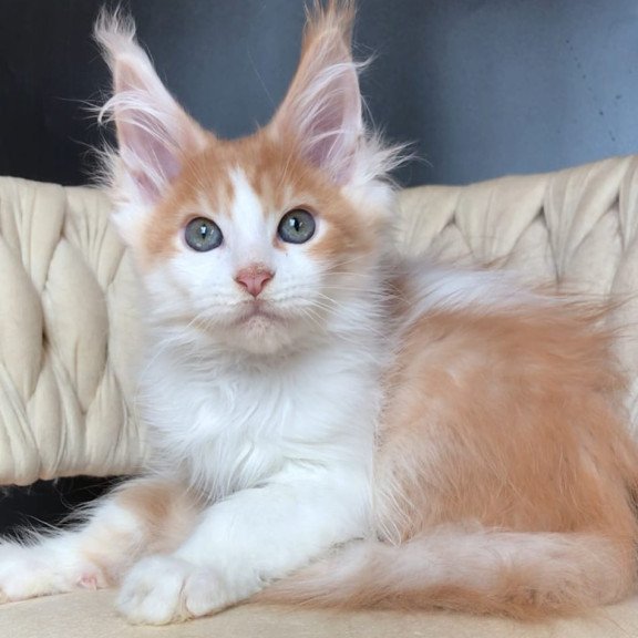 Maine Coon EZ Darius
