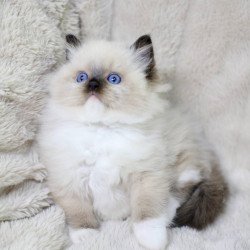 Ragdoll EZ Kingston