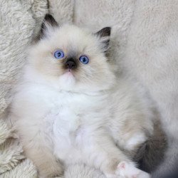 Ragdoll EZ Kingston