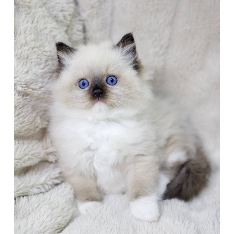 Ragdoll EZ Kingston