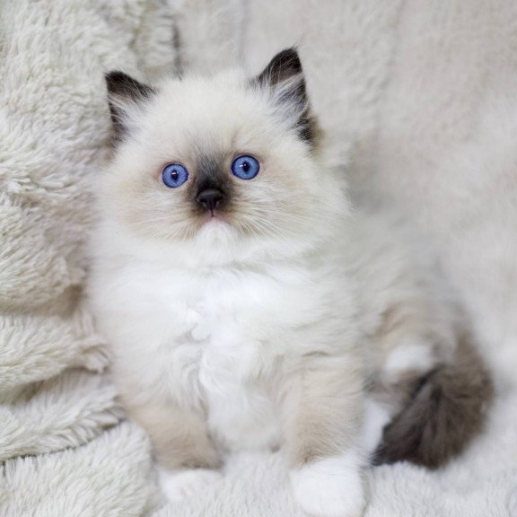Ragdoll EZ Kingston
