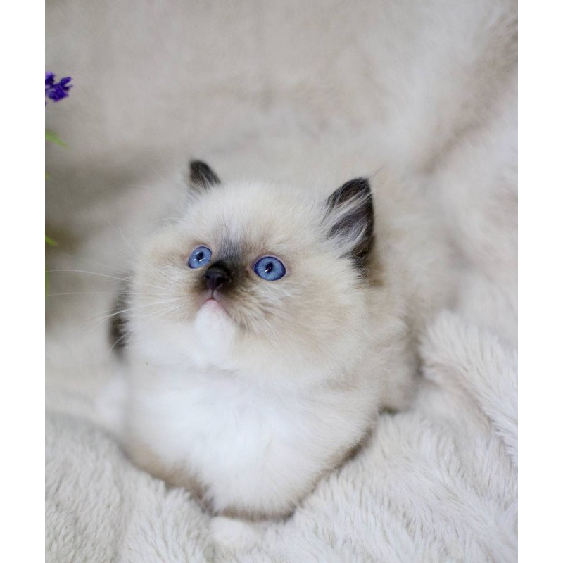 Ragdoll EZ Kingston