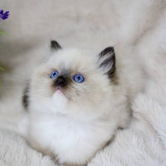 Ragdoll EZ Kingston