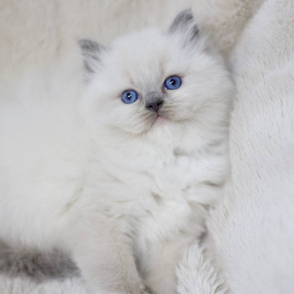 Ragdoll EZ Rolex