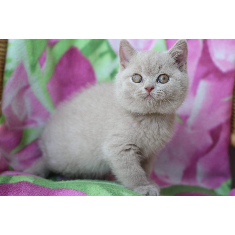 British EZ Zarya
