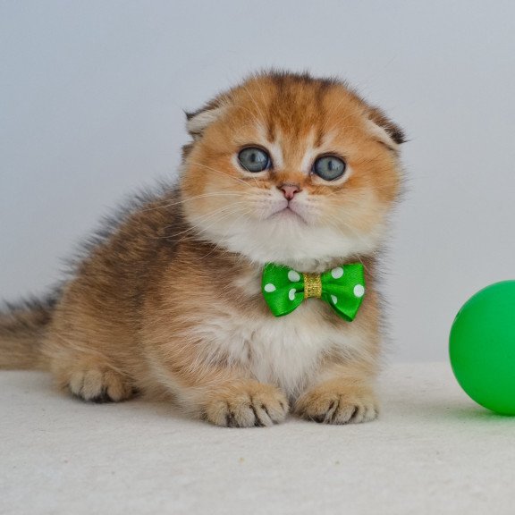 Munchkin EZ Hunter