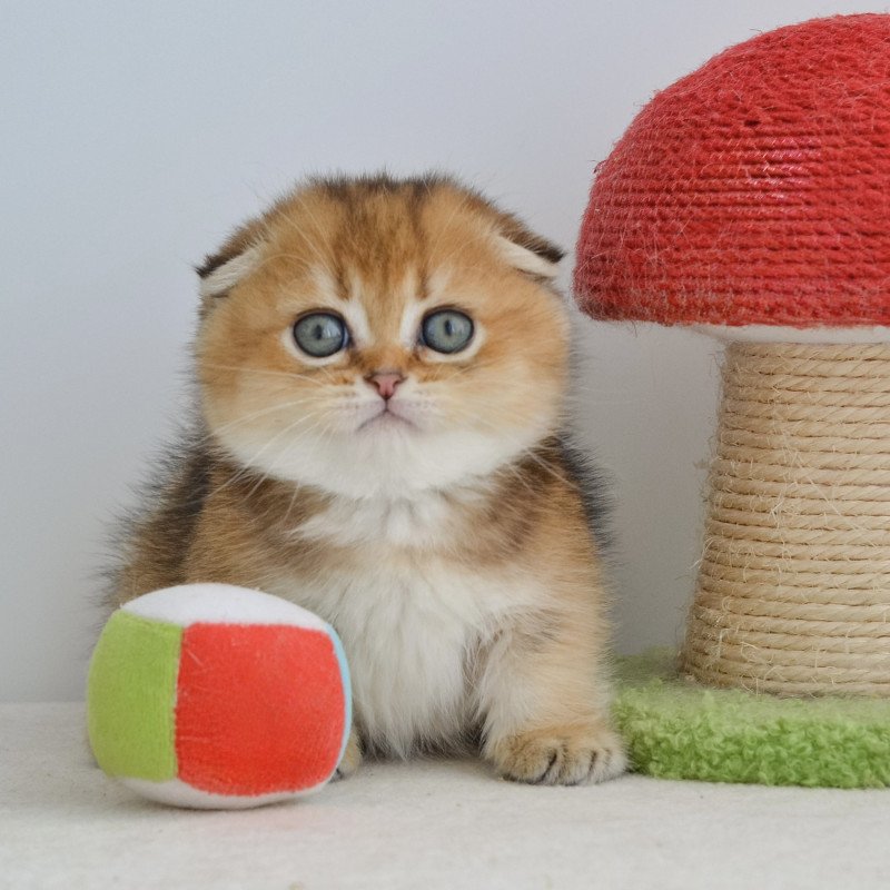 Munchkin EZ Hunter