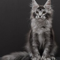 Maine Coon EM Kiara