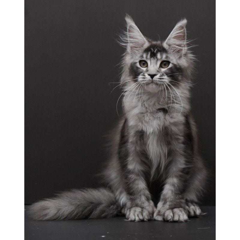 Maine Coon EM Kiara