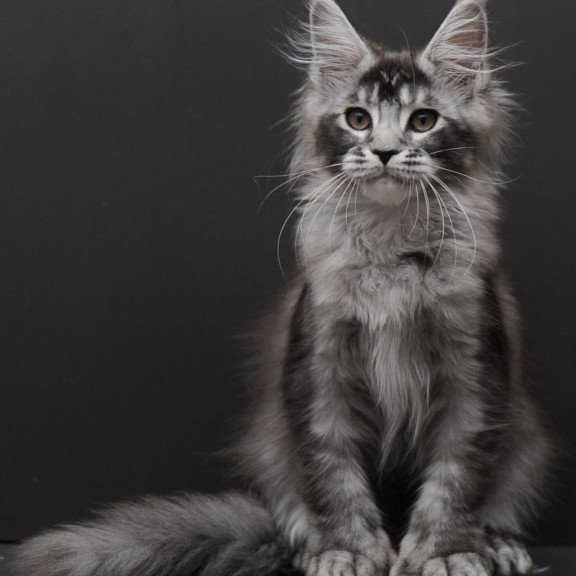 Maine Coon EM Kiara